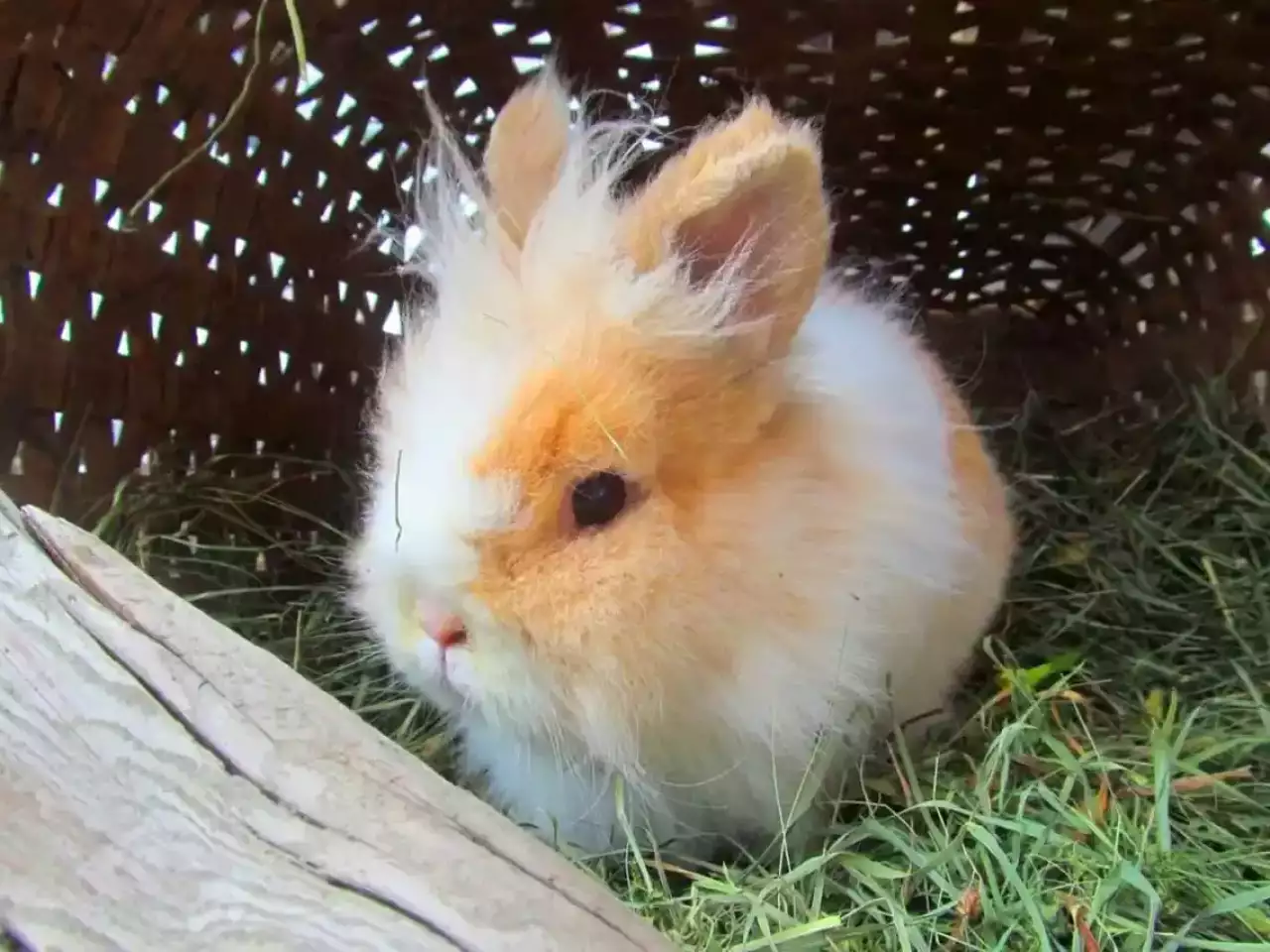 klampererhof-virgen-hase.webp