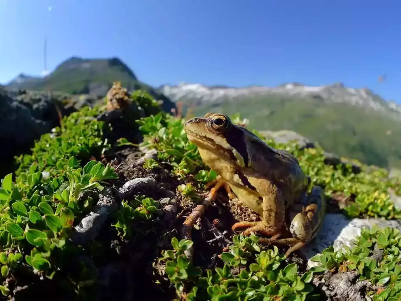 Grasfrosch sitzt in Wiese am Berg