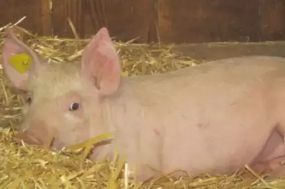 klampererhof-virgen-schwein.webp