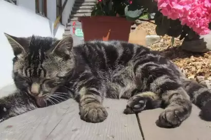 klampererhof-virgen-katze-putzt-sich.webp