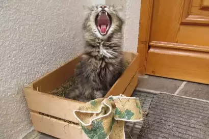 klampererhof-virgen-katze-gaehnen.webp