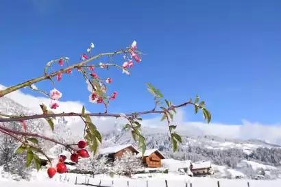 3_klampererhof-gesundhetisbauernhof-virgen.webp