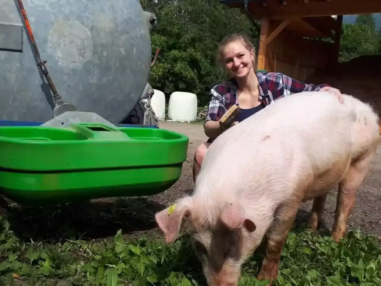 Frau bürstet glückliches Schwein