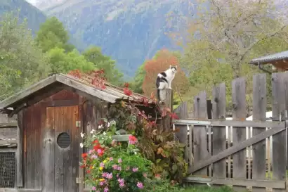 klampererhof-virgen-katze-zaun.webp